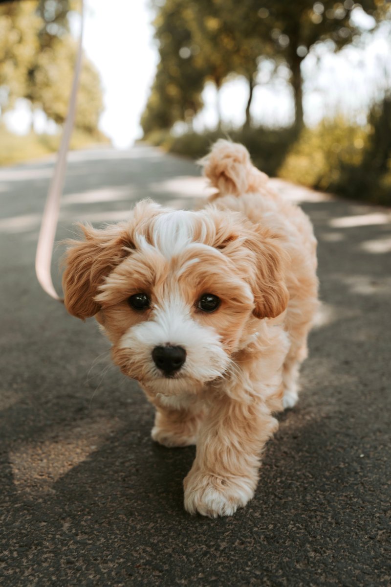An ordinary phone snapshot of a pet